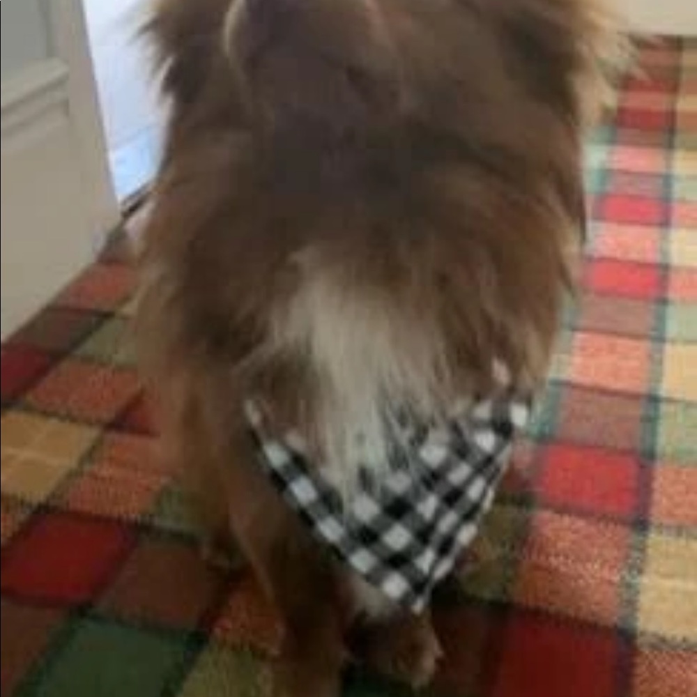 PET BANDANA - Picture 16 of 16